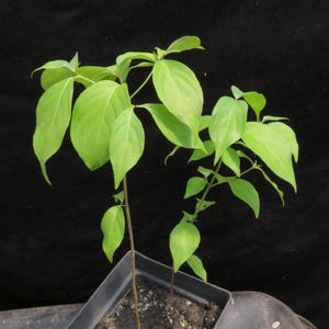 2 Kousa Japanese Dogwood Trees Cornus Kousa Edible Fruits 7-10 Inches Tall