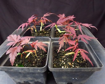 4 Seed-Grown Acer Palmatum 'Bloodgood' Seedling Japanese Maple Trees