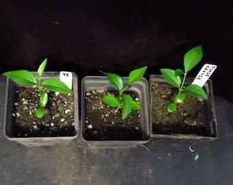 3 Osage Orange Maclura Pomifera Seedling Trees
