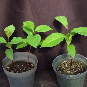 2 American Persimmon Sapling Trees Diospyros Virginiana, Sweet Delicious Fruits 6-8 Inches Tall
