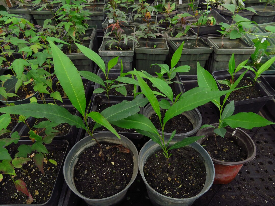 3 Wild Black Cherry Tree Seedlings Prunus Serotina Etsy