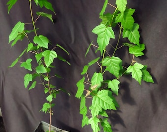 2 Amur Maple Acer Ginnala Seedling Trees Bright Red In The Fall 22-30" Tall