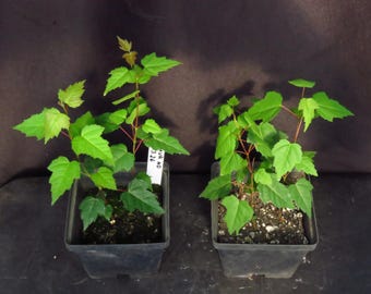 3 Amur Maple Acer Ginnala Sapling Trees 8 to 10 Inches Tall