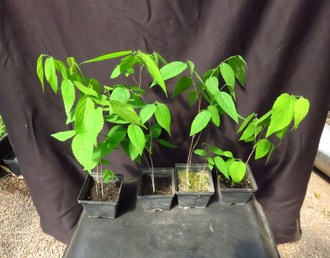 2 Hackberry Sapling Trees Celtis Occidentalis 10 to 18 Inches Tall - Etsy