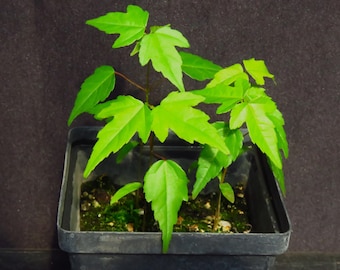 6 Acer Beugerianum Trident Japanese/Asian Seedling Trees