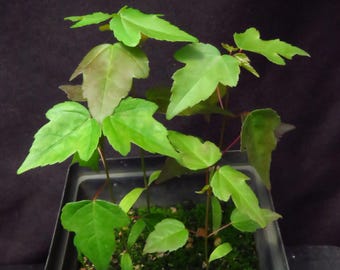 6 Acer Beugerianum Trident Japanese/Asian Seedling Trees