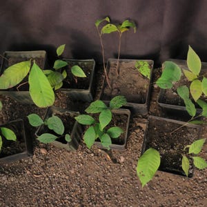 2 Pawpaw Asimina Triloba Seedling Trees Indiana Banana Delicious Custard-Like Fruits Native Wild Fruit Trees 4-8 Inches Tall