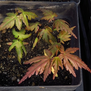 3 Acer Palmatum 'Arakawa' Rough Bark Japanese Maple Tree Seedlings
