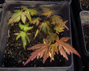 3 Acer Palmatum 'Arakawa' Rough Bark Japanese Maple Tree Seedlings