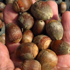May include: A collection of brown acorns with smooth, rounded shells and textured caps. The acorns vary in size and shape, displaying natural shades of tan, light brown, and dark brown. Each nut features a distinct pointed tip and a woody base.