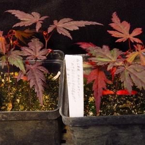 3 Acer Palmatum 'Atropurpureum' Red Leaf Japanese Maple Tree Seedlings