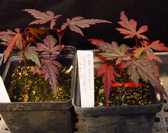 3 Acer Palmatum 'Atropurpureum' Red Leaf Japanese Maple Tree Seedlings