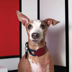 Wide Dog Collar | ECO Soft leather dog collar | Personalized stylish Italian greyhound collar, Whippet collar, Sighthound collar | Musée