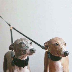 Könnte beinhalten: Zwei italienische Windhunde tragen schwarze Lederhalsbänder und Leinen. Ein Hund ist grau, der andere ist hellbraun. Die Leinen sind schwarz mit goldfarbener Hardware. Die Hunde schauen zur Seite vor einem weißen Hintergrund.