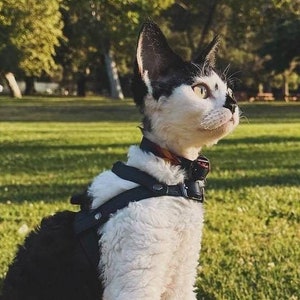 Soft leather cat harness | Lightweight and comfortable cat harness | Luxury harness for small to medium breeds | Small dog harness | Classic