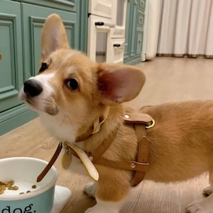 Soft leather dog harness | Custom adjustable and comfortable harness for Dogs and Cats | Classic