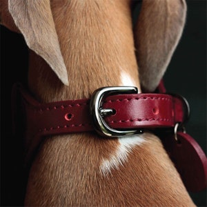 Burgundy soft leather wide dog shirt collar, Italian greyhound collar, Whippet collar, Sighthound collar, Dog lover gift