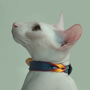 May include: A white hairless cat with a blue and yellow leather collar. The cat is looking up and has a pink ear.
