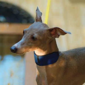 Wide Padded Dog Collar with Name | Soft leather dog wide collar for Italian Greyhound, Whippet, Sighthound, Borzoi | Elliot