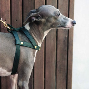 Classic Soft Genuine Leather Pet Harness, Adjustable Pet Harness, Dog Harness imagen 5