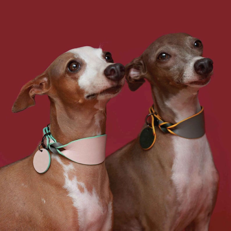 Colorful soft leather wide dog collar. Italian greyhound collar, Whippet collar, Sighthound collar. Personalized Thick dog collar