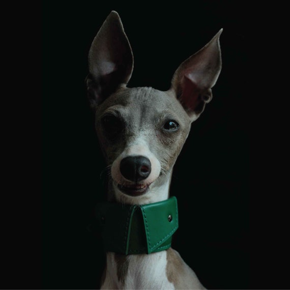 Wide Padded Dog Shirt Collar | Personalized soft leather dog wide collar for Italian greyhound collar, Whippet collar | Spread