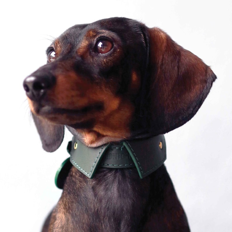 Personalized soft leather dog shirt collar with custom name. Dachshund collar