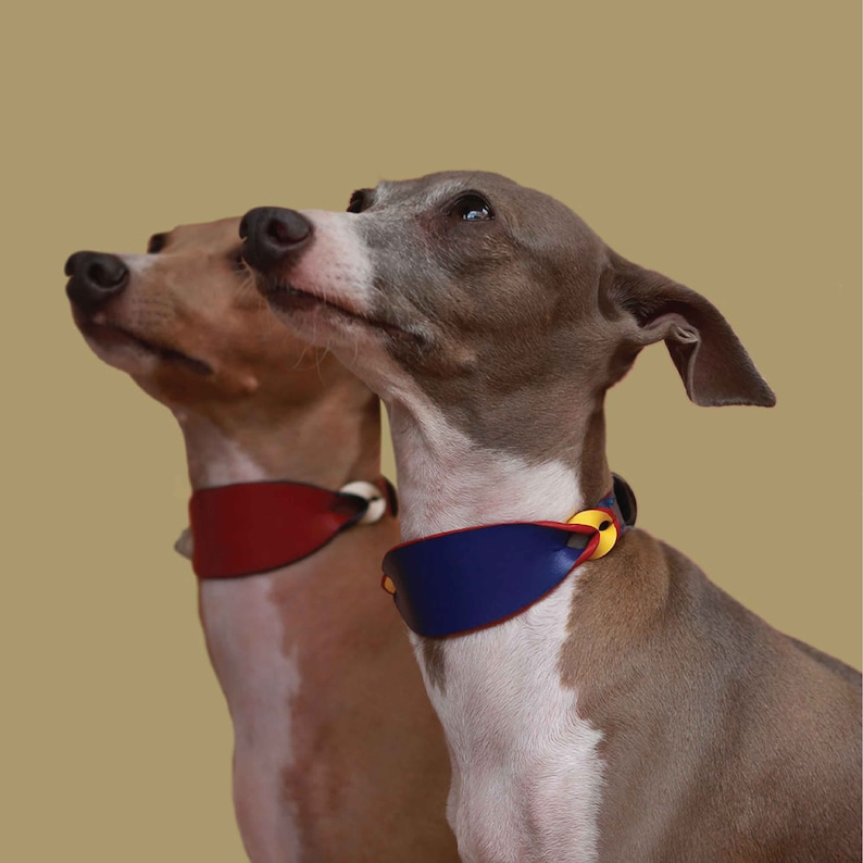 Fun colorful soft leather wide Italian greyhound collar. Whippet collar, Sighthound collar. Personalized Thick dog collar