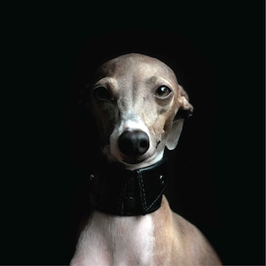 Black soft leather wide dog shirt collar, Italian greyhound collar, Whippet collar, Sighthound collar, Hound soft padded wide collar, Thick dog collar personalized