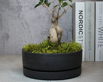 Pot à bonsaï en béton Pot ovale à faible teneur en Po avec plaque Pot à bonsaï avec plateau pour jardinière en béton