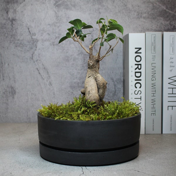 Bonsai Pot Concrete Pot Oval Pot Low Po Pot With Plate Bonsai Pot With Tray Concrete Planter