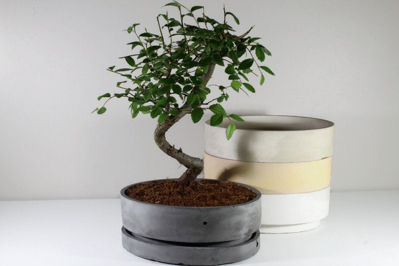 Plateau rectangulaire oxyde pour bonsaï 21 cm