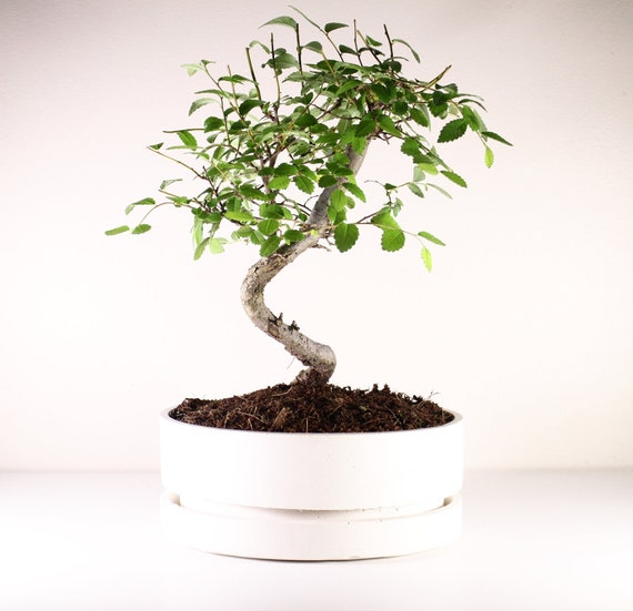 Vaso bonsai, Vaso in cemento, Vaso in gesso, Vaso ovale, Vaso basso, Vaso  con piatto, Vaso bonsai con vassoio -  Italia