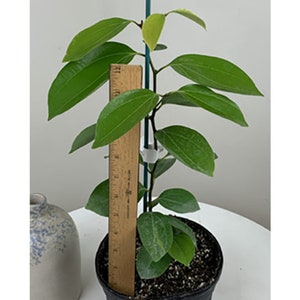 2 Ceylon cinnamon Cinnamomum zeylanicum 2LIVE Plants in pot NO SHIPPING TO USA