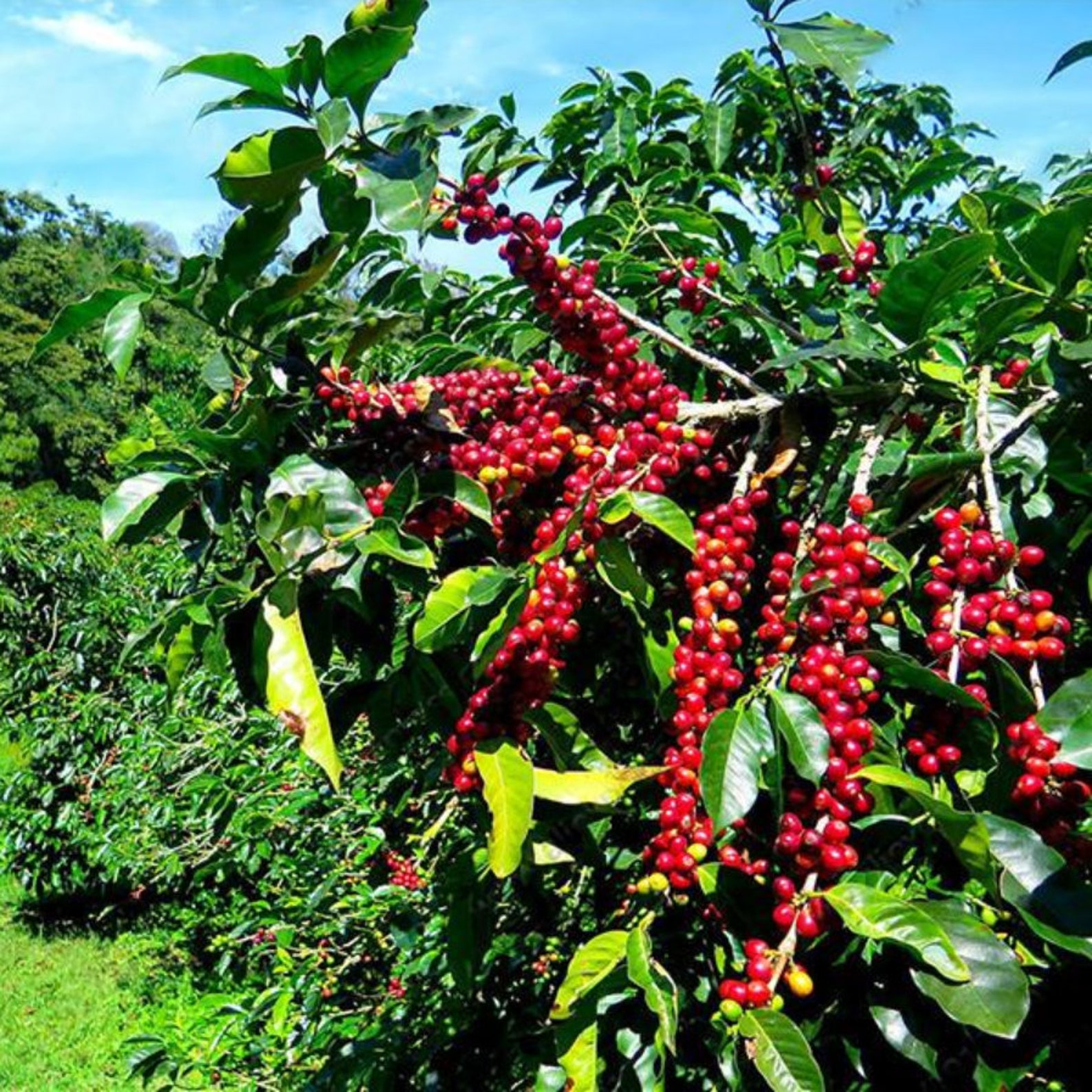 Kaffee Arabica Samen Coffea Arabica Nana Live Seeds Etsy