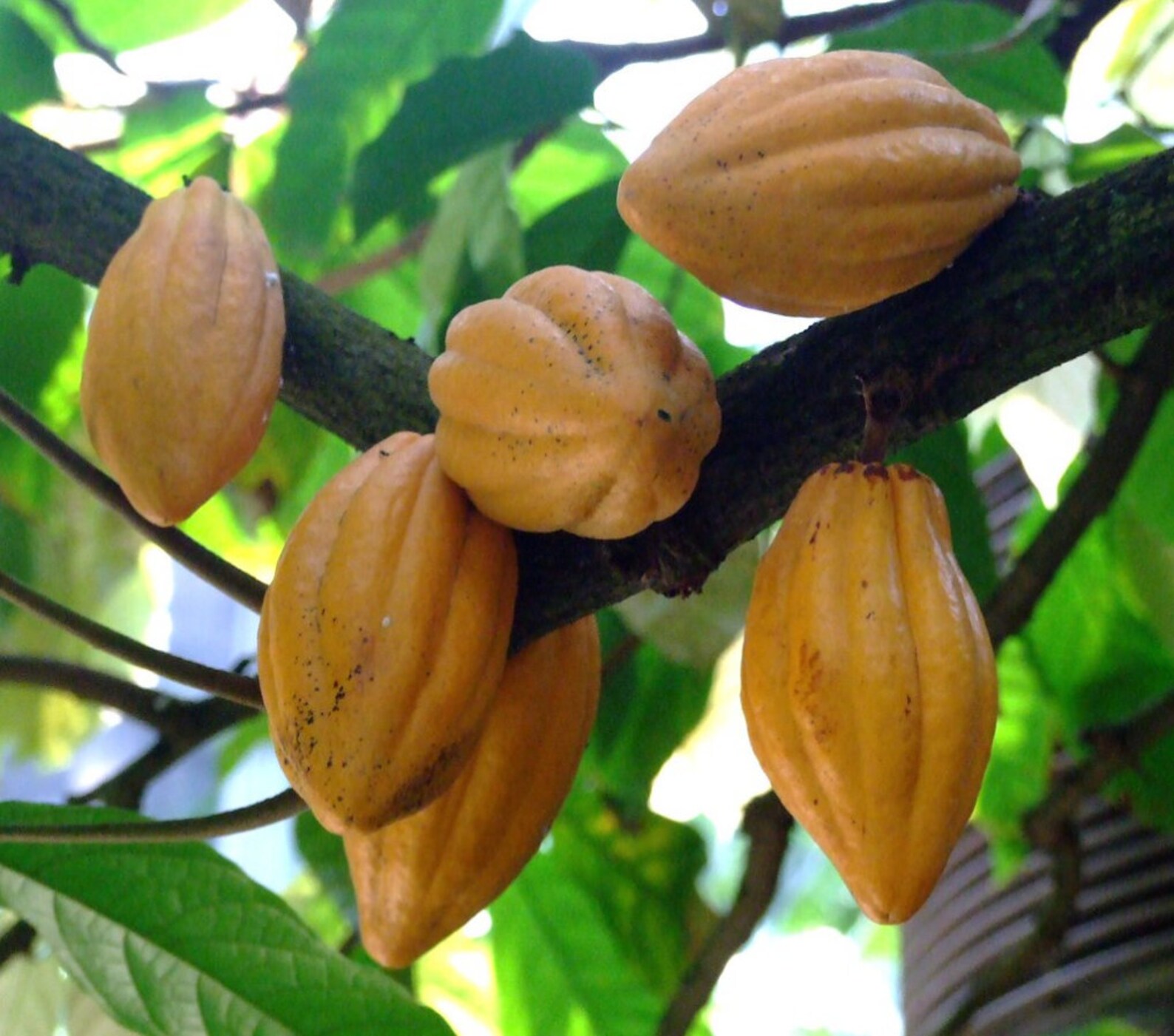 Fresh Cocoa Seeds for planting Row Coco Theobroma Cocoa bean Etsy