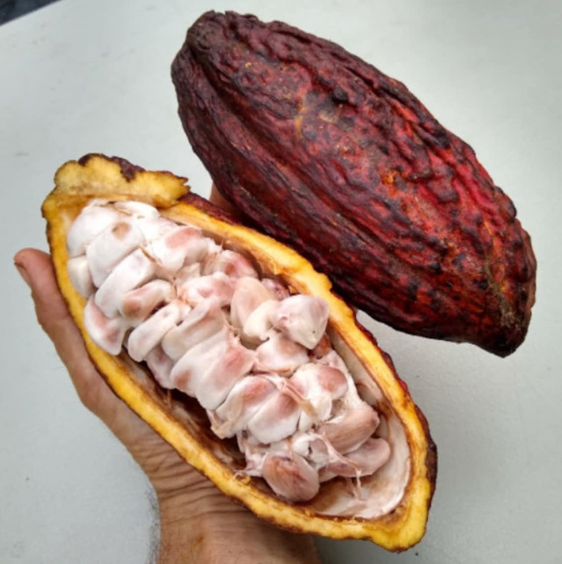 Fresh Cocoa Seeds for planting Row Coco Theobroma Cocoa bean Etsy