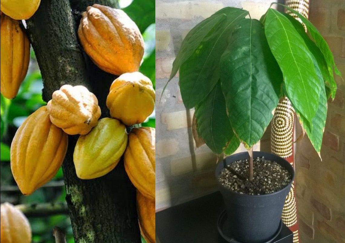Live Cocoa Plant Row Coco Theobroma Cocoa Bean Plant Cacao Etsy 