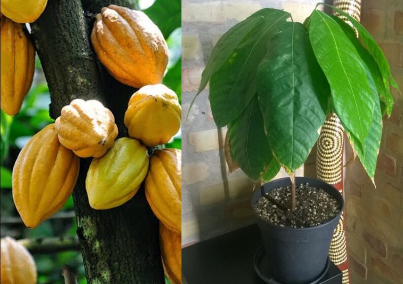 Live Cocoa Plant Row Coco Theobroma Cocoa Bean Plant Cacao Etsy