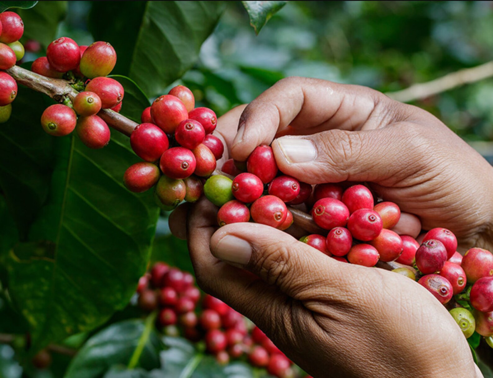 Coffee Arabica Plant Coffea Arabica Nana Live Plant Coffee Etsy