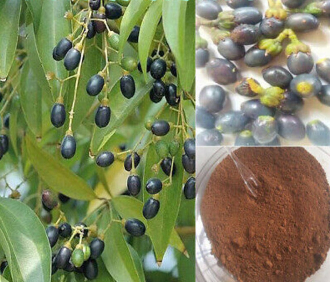 Cinnamon Seeds Cinnamomum Zeylanicum Verum Seeds Ceylon Etsy