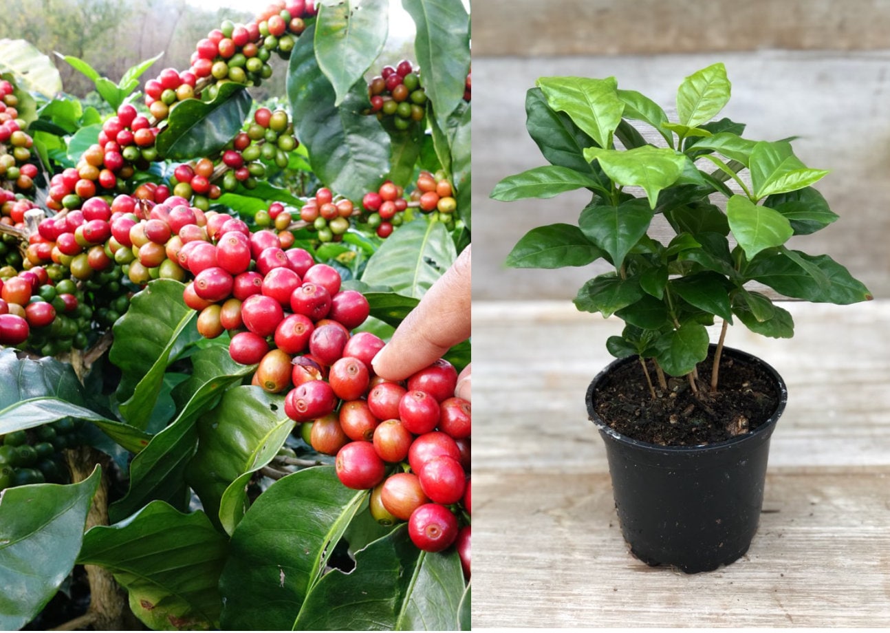 Kaffee Arabica Pflanze Coffea Arabica Nana Live Plant Coffee Etsy