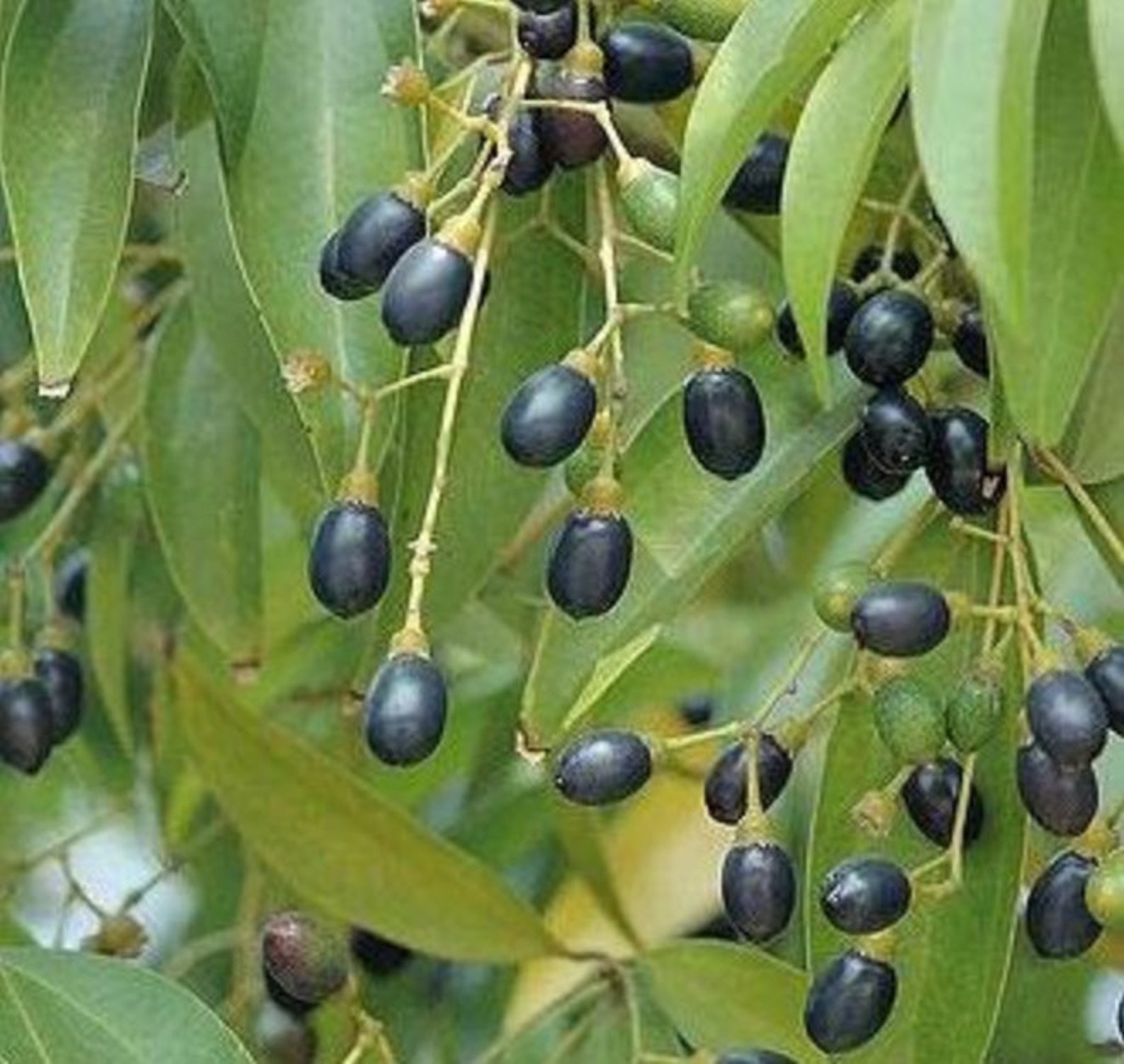 Cinnamon Seeds Cinnamomum Zeylanicum Verum Seeds Ceylon Etsy