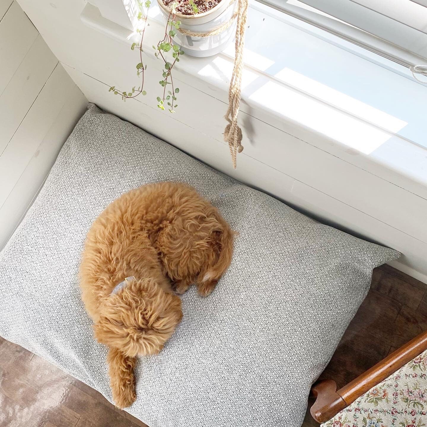 decorative dog beds