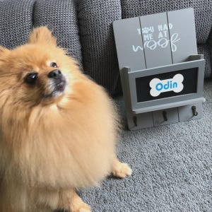 Puede incluir: Un perro pomerania naranja y esponjoso junto a un organizador de pared de madera gris con tres ganchos, un bolsillo de almacenamiento y un letrero blanco en forma de hueso con el nombre Odin en azul y la frase You Had Me At Woof en blanco.