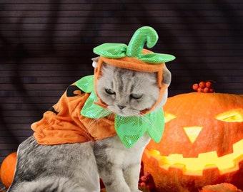 kitten pumpkin costume