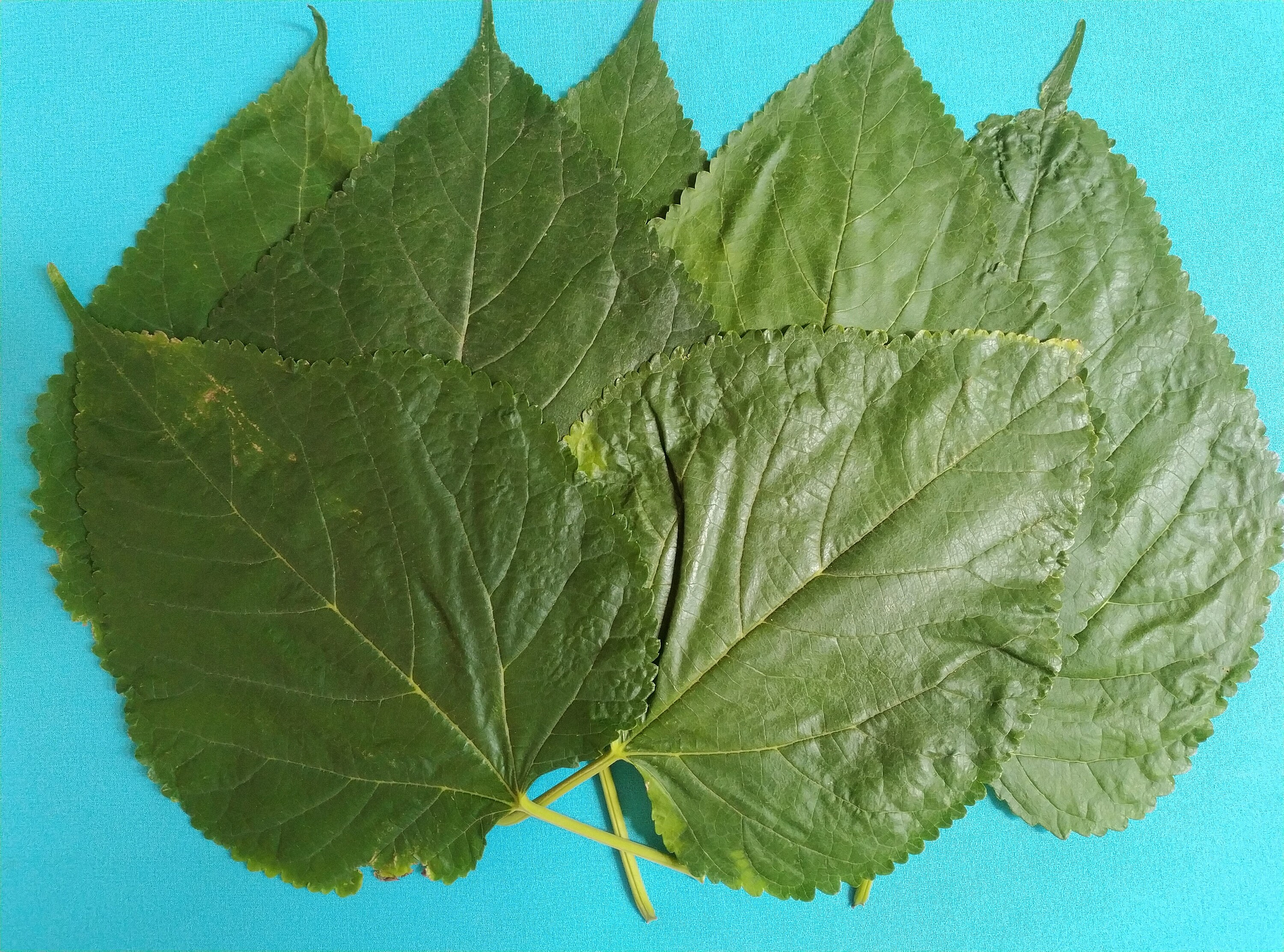 Dried Mulberry Leaves for Fish Aquarium 100 grams from Etsy