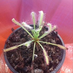 Cape Sundew Seeds - Drosera Capensis *with Digital Germination and Care Guide*
