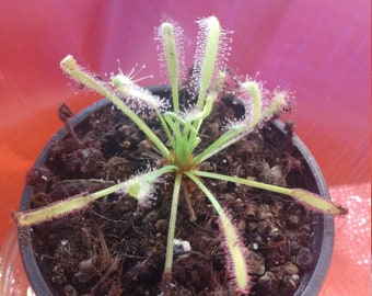 Cape Sundew Seeds - Drosera Capensis *with Digital Germination and Care Guide*