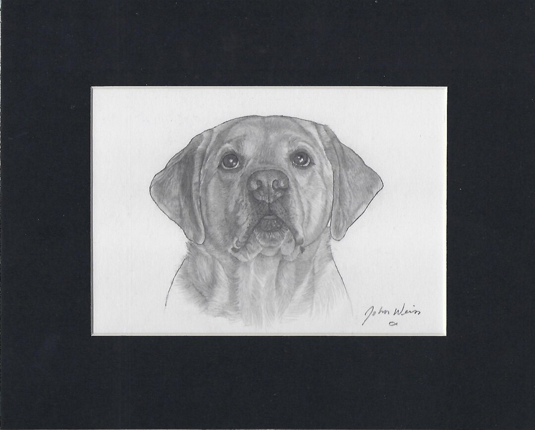 Lab Head Drawing YELLOW LAB HEAD Original Pencil Drawing, Dog (4 1/2 H X 6 1/2w) - Etsy